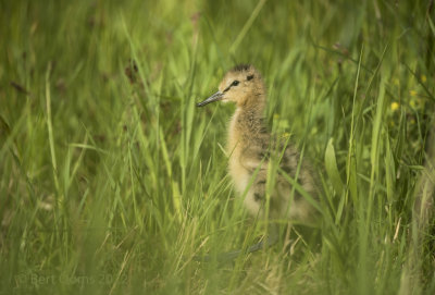 Black-tailed godwit PSLRT 6530