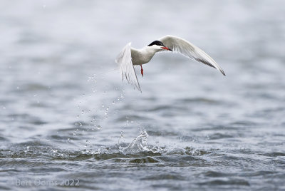 Common tern PSLRT 5402