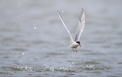 Common tern - Visdief PSLRT 5395