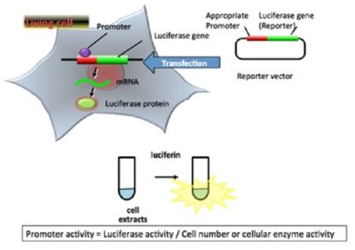 Luciferase Cells