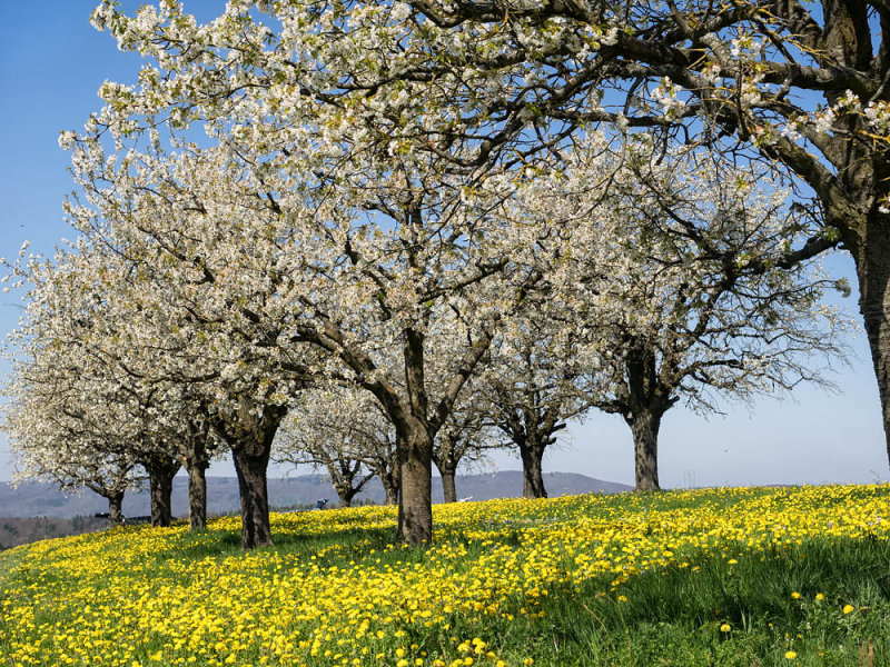 Cherry trees in spring.