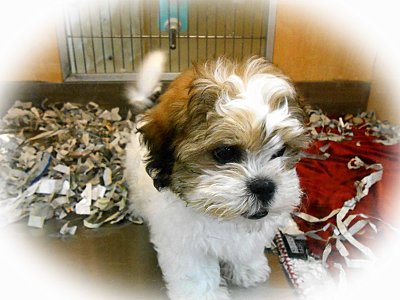 Pet Store