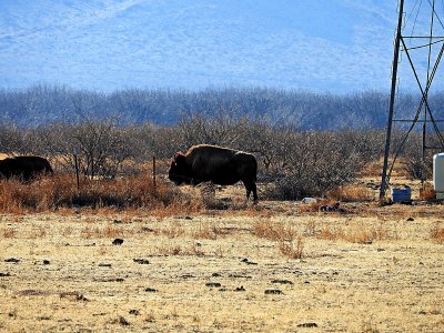 ARIZONA BUFFALO