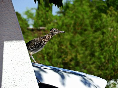 Roadrunner On My Car