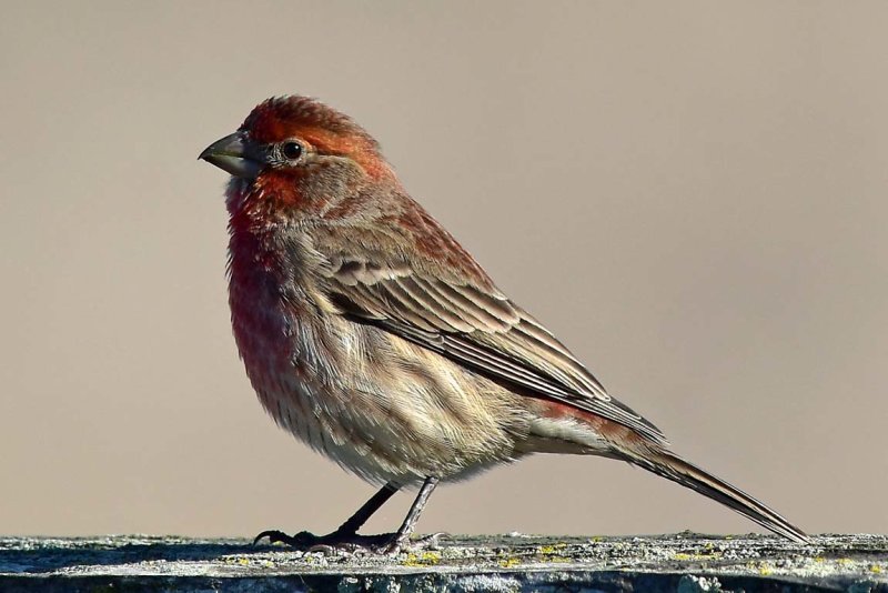 Male House Finch