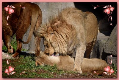 Valentine Lions Kiss