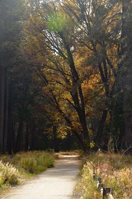 A Stroll in Yosemite Valley