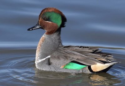 Green Winged Teal