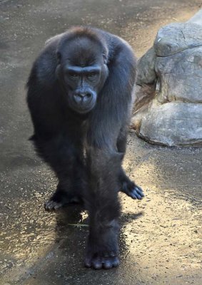 Hasani In The Light