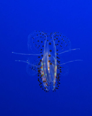 Spotted Comb Jelly