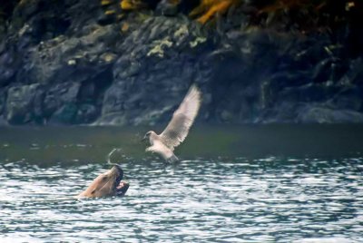 Sea Lion and Long-Tailed Jaeger