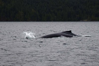 Humpback Splash