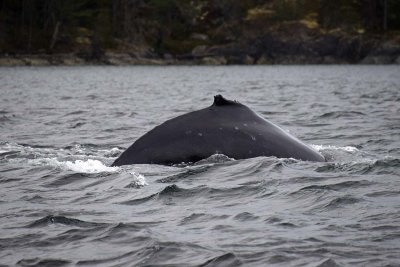 Humpback With Barnacles