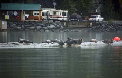 Harbor Seal Greeters