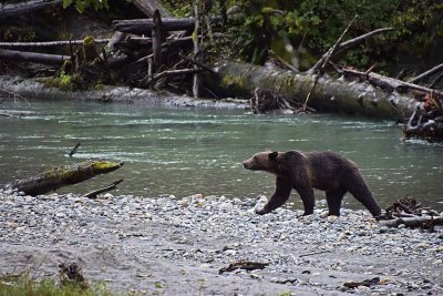 First Bear Walks By Stream