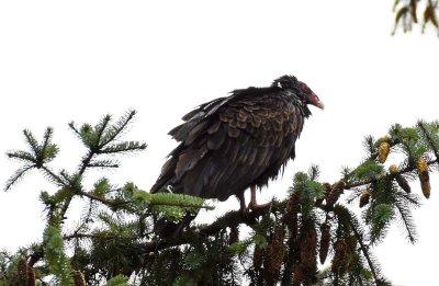 Very Wet Turkey Vulture