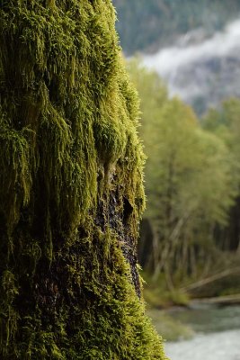 Moss and Forest with Fog