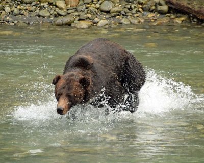 Chasing Fish