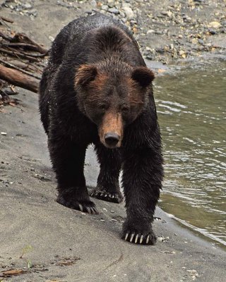 Lumbering Along the Water's Edge