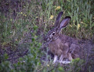 Easter Bunny Made an Appearance!