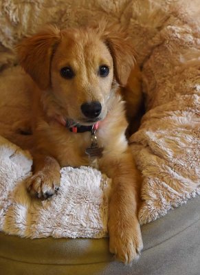 Lily In Bed