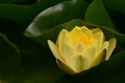 Glowing Yellow Water Lily