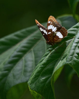 Lorquin's Admiral On Leaf