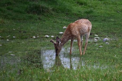 Mule Deer at Grassy Water