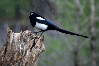 Magpie's Very Long Tail