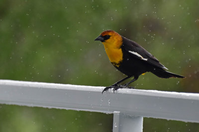 Another Yellow-Headed Blackbird