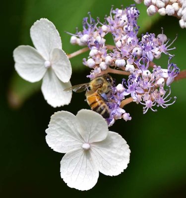 Honeybee on Hydrangea