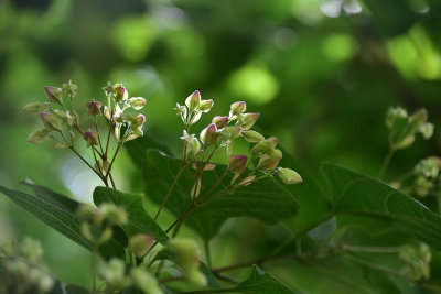 Backlit Buds