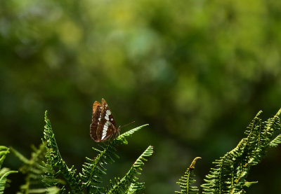 California Sister Butterfly