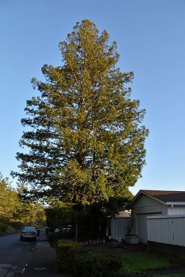 Tall Redwood By the House