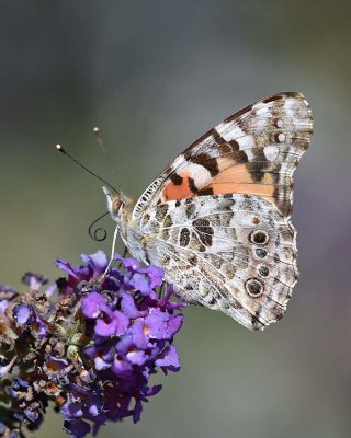 Painted Lady