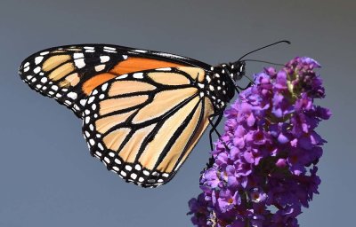 Monarch on Gray