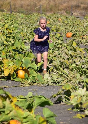 A Run Through The Pumpkin Patch