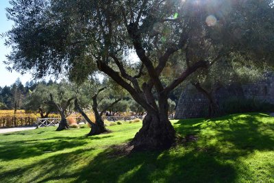 Olive Trees with Sunflares