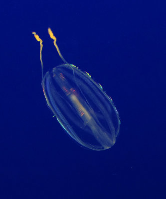 Sea Gooseberry Jelly 3