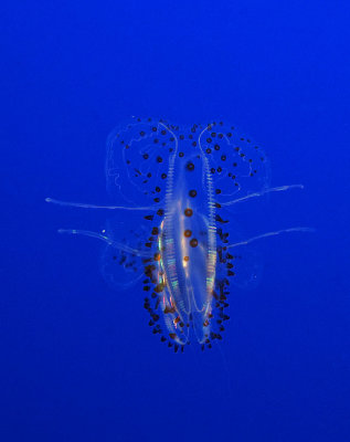 Spotted Comb Jelly