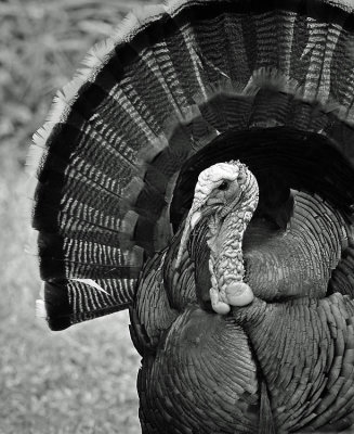 Wild Turkey Portrait