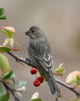 Female House Finch