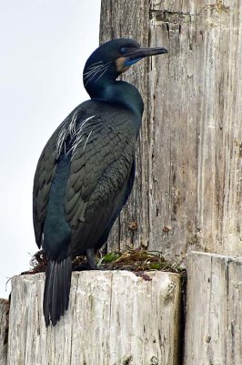 Brandt's Cormorant - Breeding Plumage