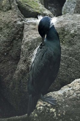 Another Brandt's Cormorant