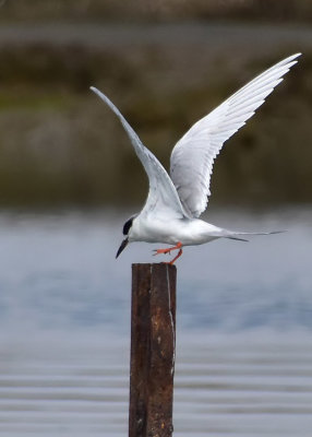 One Tern Landing