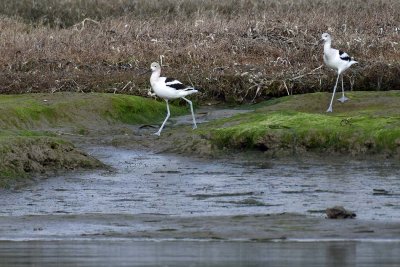 Two American Avocets