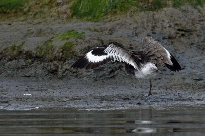 Willet Spreading His Wings