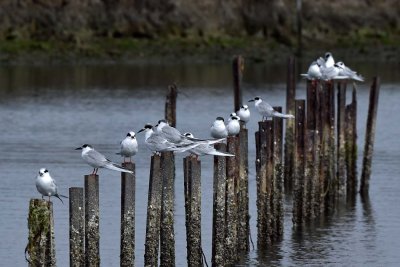 Many Terns