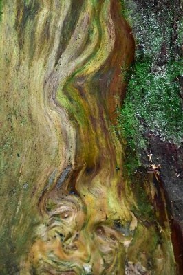 A Face In the Wood