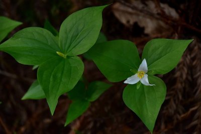 Side By Side Trilliums